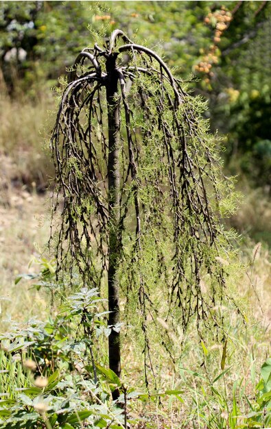 Young plant in the nature background