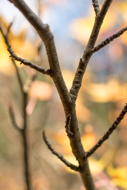 Young plant in the nature background