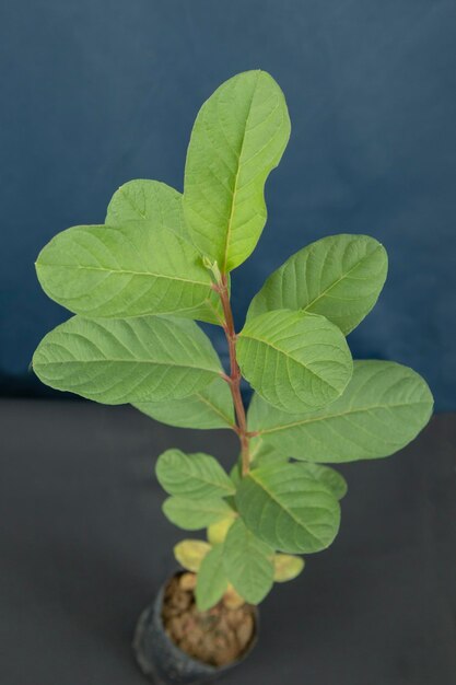 Young plant in a pot on a blue background Studio shot