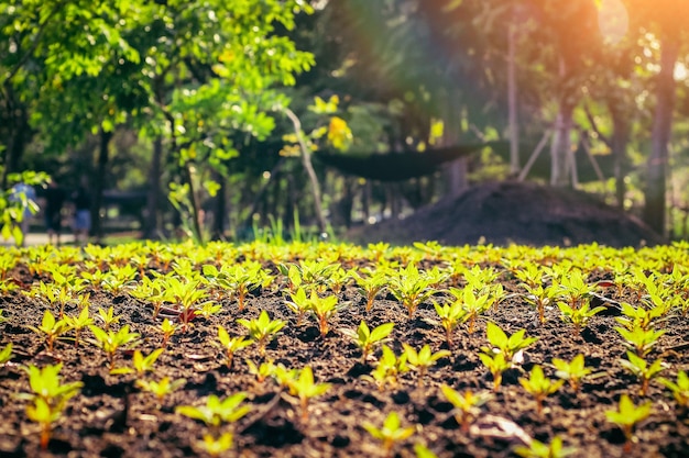 列の若い植物。背景に夏の日光が一列に並んだ有機農園の野菜。農業と農地。