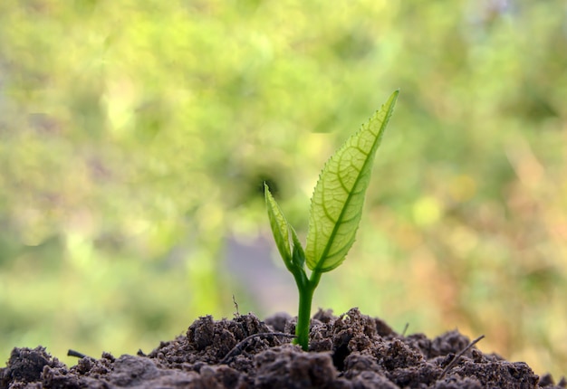 土壌中の若い植物、成長している若い植物