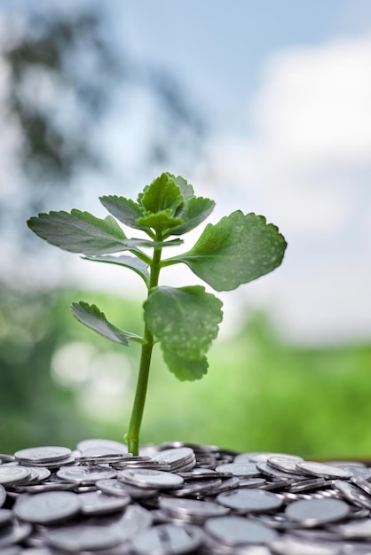 A young plant stands in a pile of coins as a concept for\
investing and saving