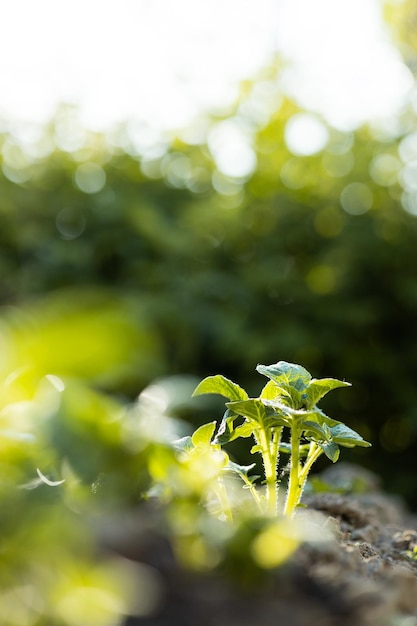 Young Plant in Sunlight