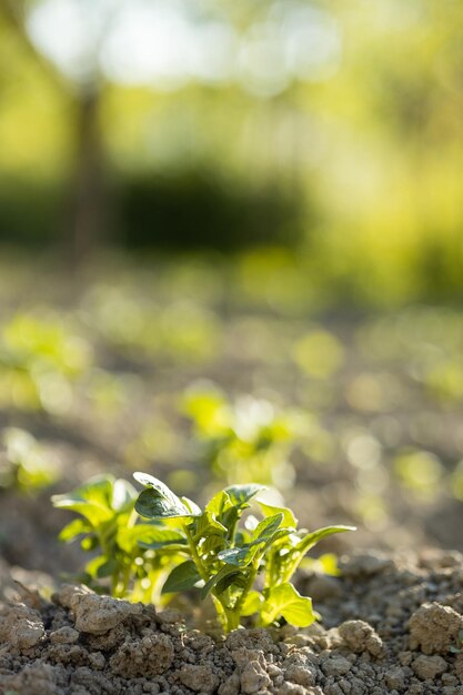 Young Plant in Sunlight