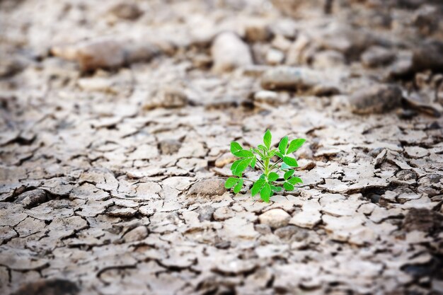 写真 クラックされた地球上で成長している若い植物の木、