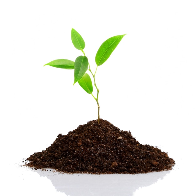 Young plant on a white background