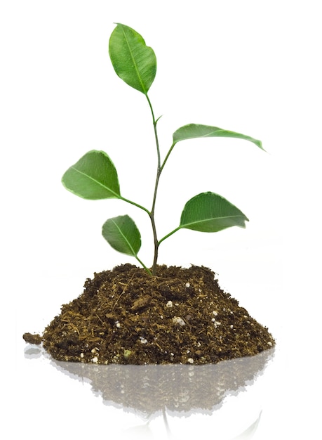 Young plant on the white backgrounds