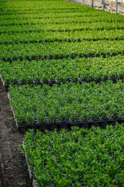 Young planting in a greenhouse