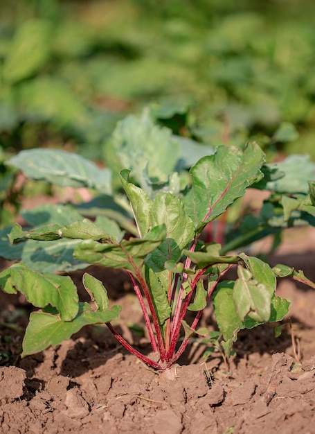 庭のビートの若い植物、有機栽培野菜。