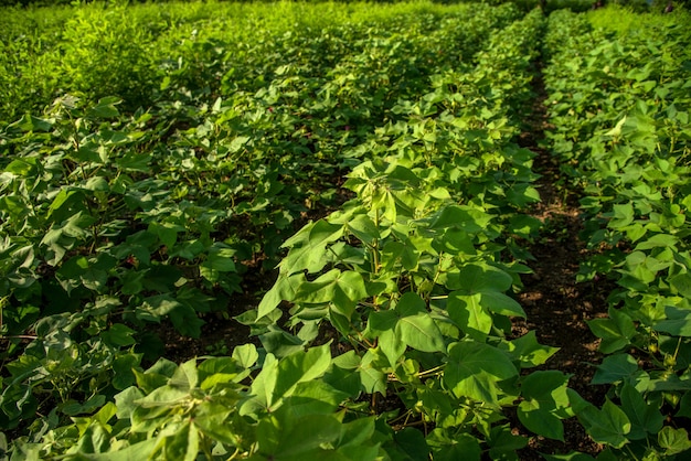 Young plants of cotton growing in the farm field.