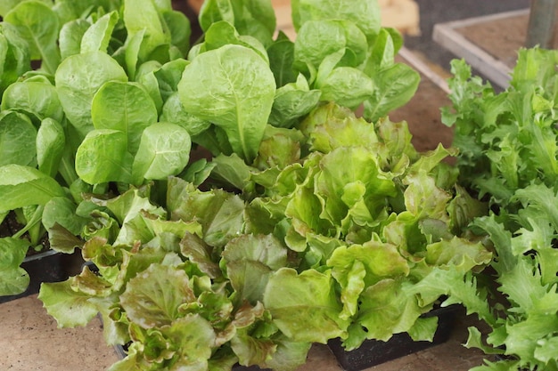 Foto giovani piante di diversi tipi di insalata verde al mercato
