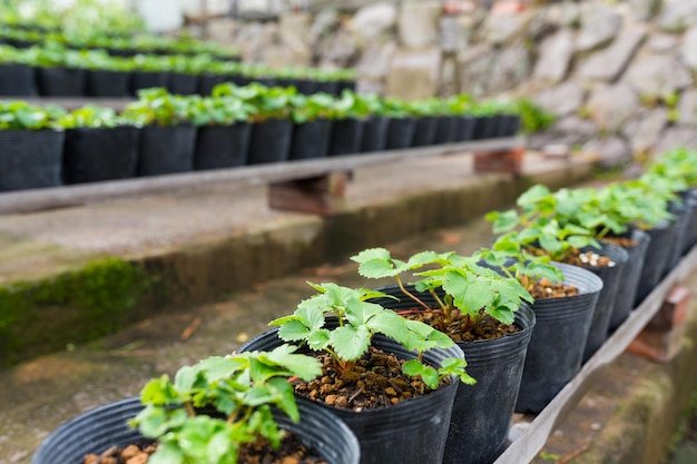 Young Plants in Greenhouse