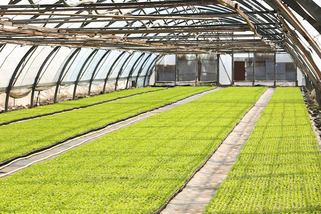 Photo young plants growing in greenhouse