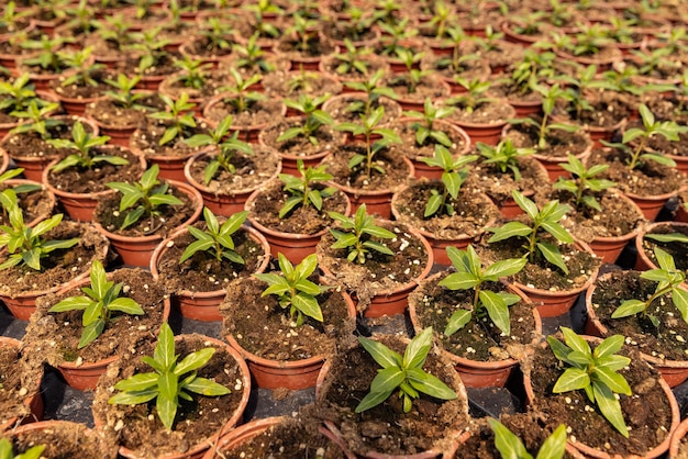 Young plants growing in a greenhouse