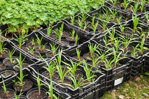 Young plants in nursery