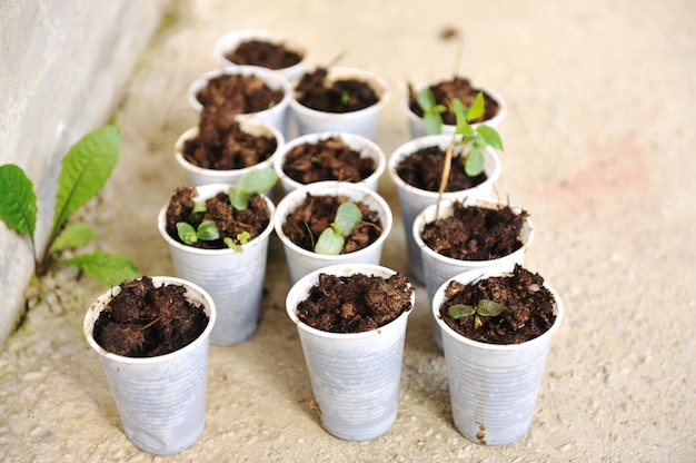 Photo young plants in plastic cups isolated on white