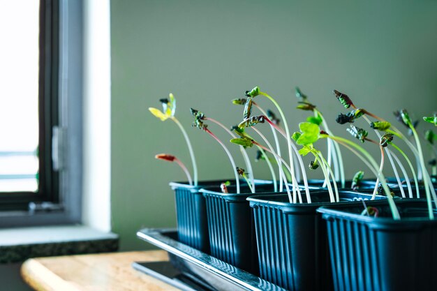 Photo young plants in seedlings