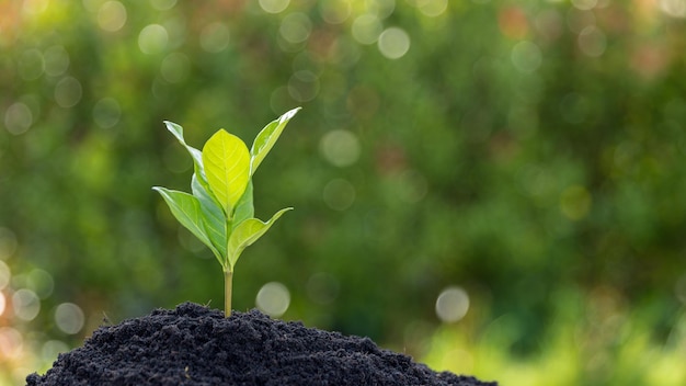 Photo young plants or tree growing from soil plants are growth in natural ecosystem the young green trees are important for our environmental system agricultural development is harmed to environment