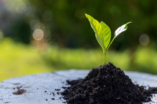 植物は自然の生態系で成長しています若い緑の木は私たちの環境システムにとって重要です 農業の発展は環境に害を及ぼします