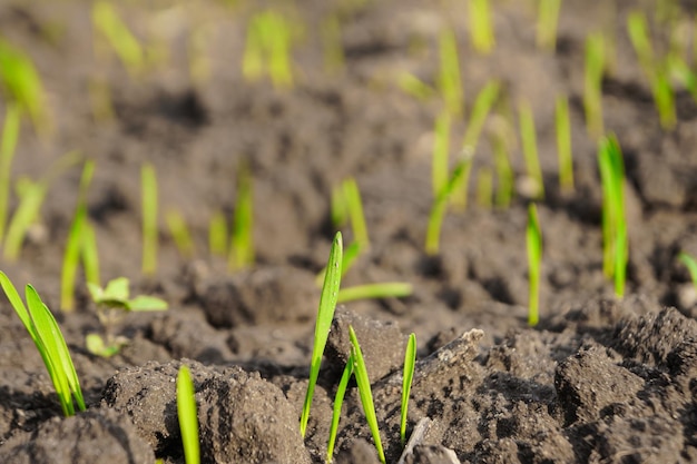 Young plants of winter wheat. Young wheat crop in a field. Field of young wheat barley rye