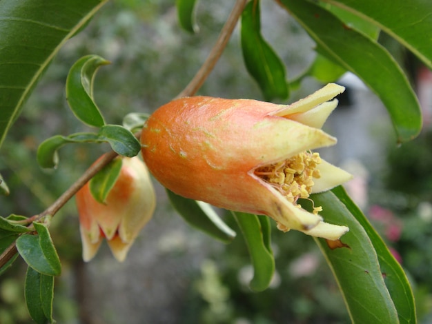 Photo young pomegranate fruit on tree, pomegranate flower becoming fruit