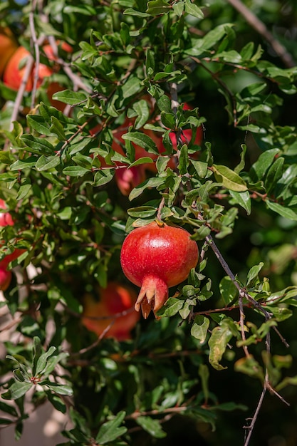 Young pomegranate fruits hanging tree branch ripe pomegranate fruits hanging tree in the garden