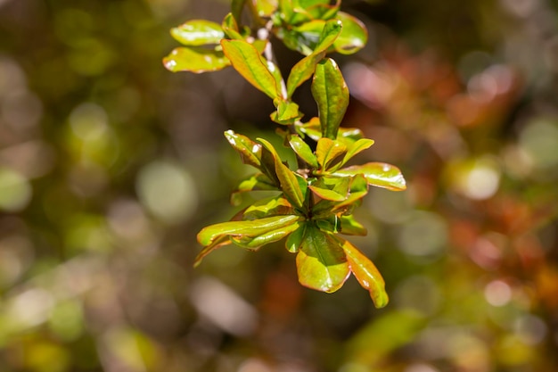 Young pomegranate leaves in the garden in the spring