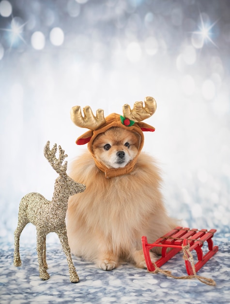 Young pomeranian in costume