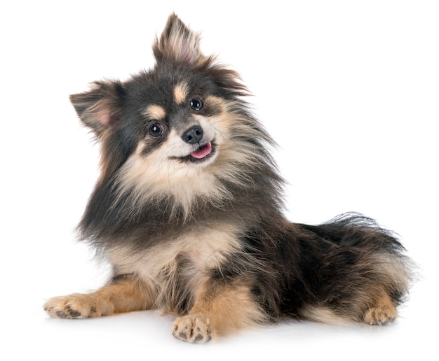 Young pomeranian dog