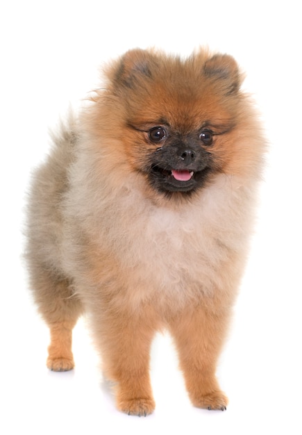 若いポメラニアン犬