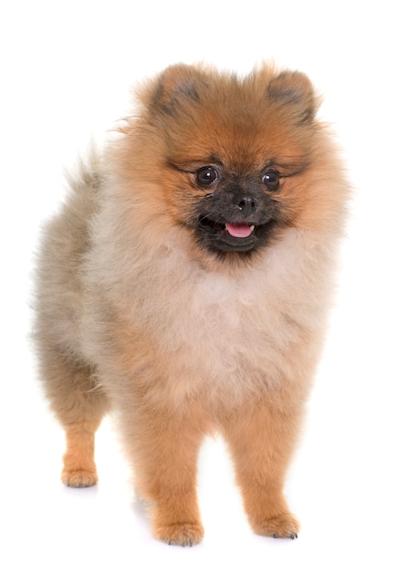 young pomeranian dog