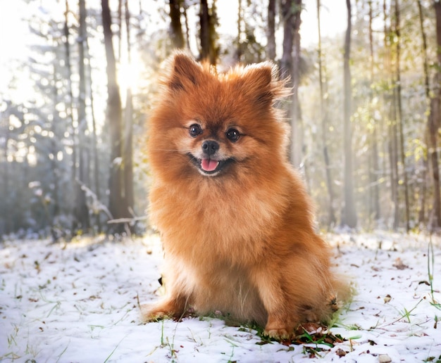 Photo young pomeranian in front of nature background