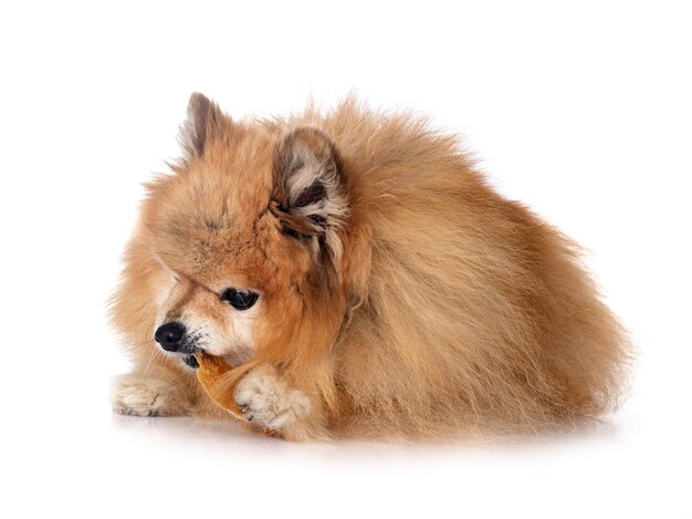 Young pomeranian in front of white background