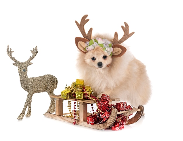 Young pomeranian in front of white background