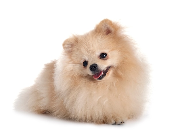 Young pomeranian in front of white background