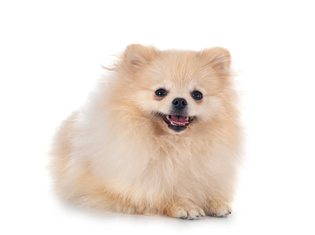 Young pomeranian in front of white background