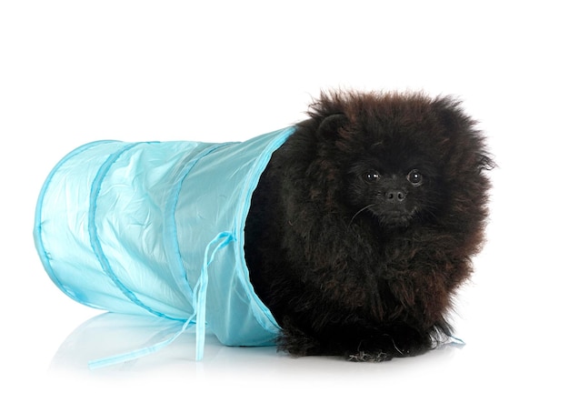 Young pomeranian in front of white background