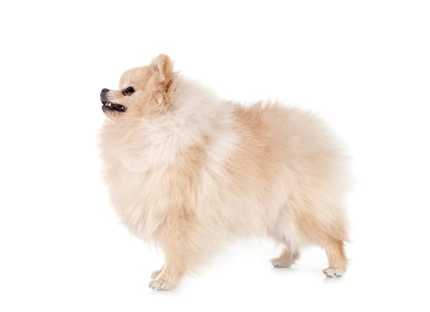 Young pomeranian in front of white background