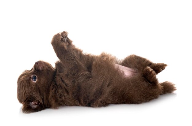 Young pomeranian in front of white background