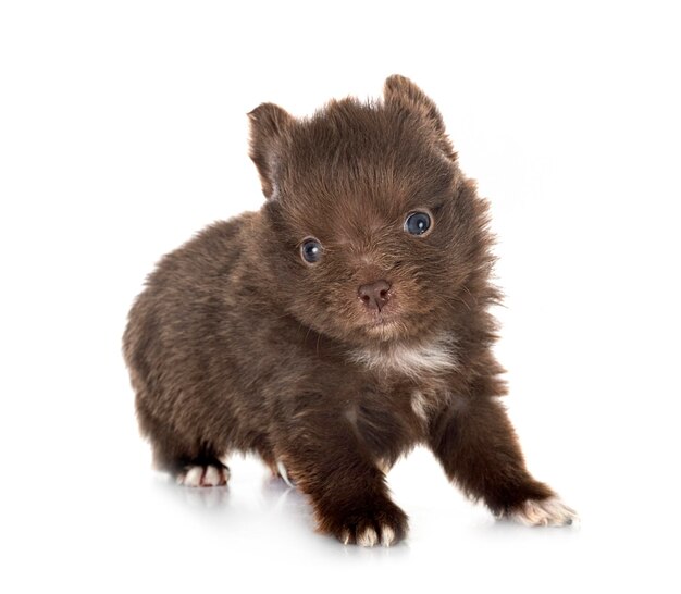 Young pomeranian in front of white background