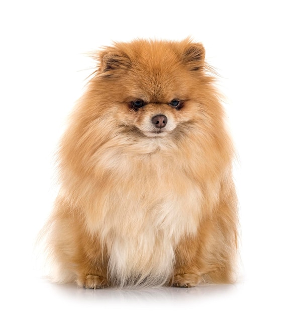 Young pomeranian in front of white background