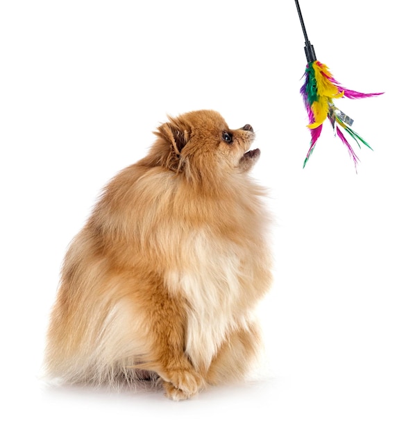 Young pomeranian in front of white background