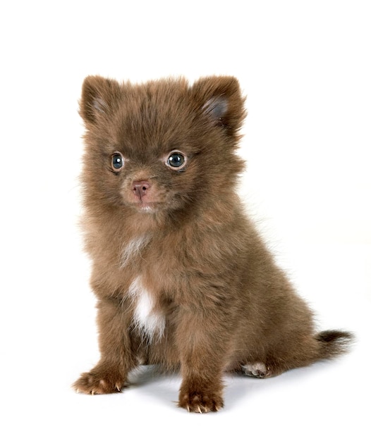 young pomeranian in front of white background