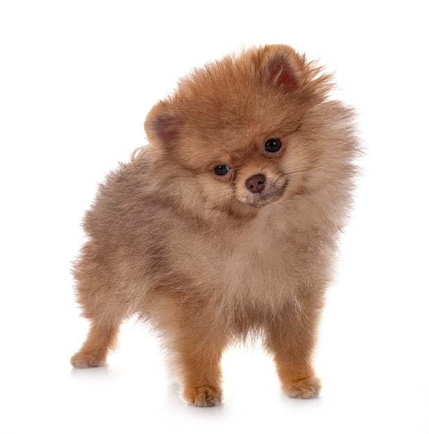 Young pomeranian in front of white isolated