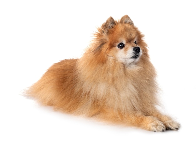 Young pomeranian in front on white isolated