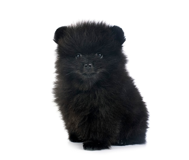 Young pomeranian in front of white wall