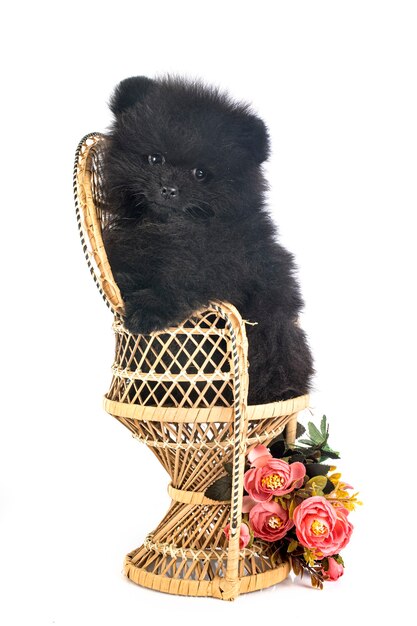 Young pomeranian in front of white wall