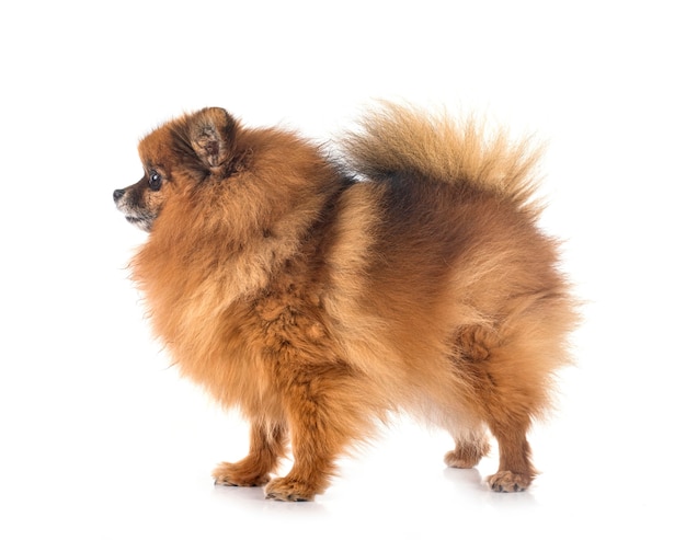 Young pomeranian in front of white wall