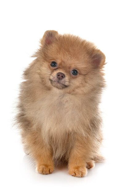 Young pomeranian in front of white