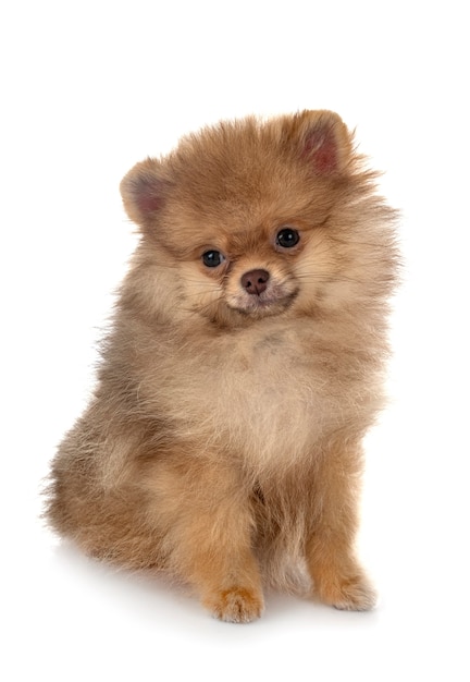 Young pomeranian in front of white